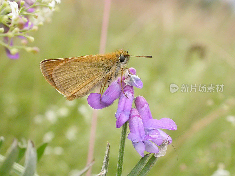 埃塞克斯船长 （蒂米利库斯线）